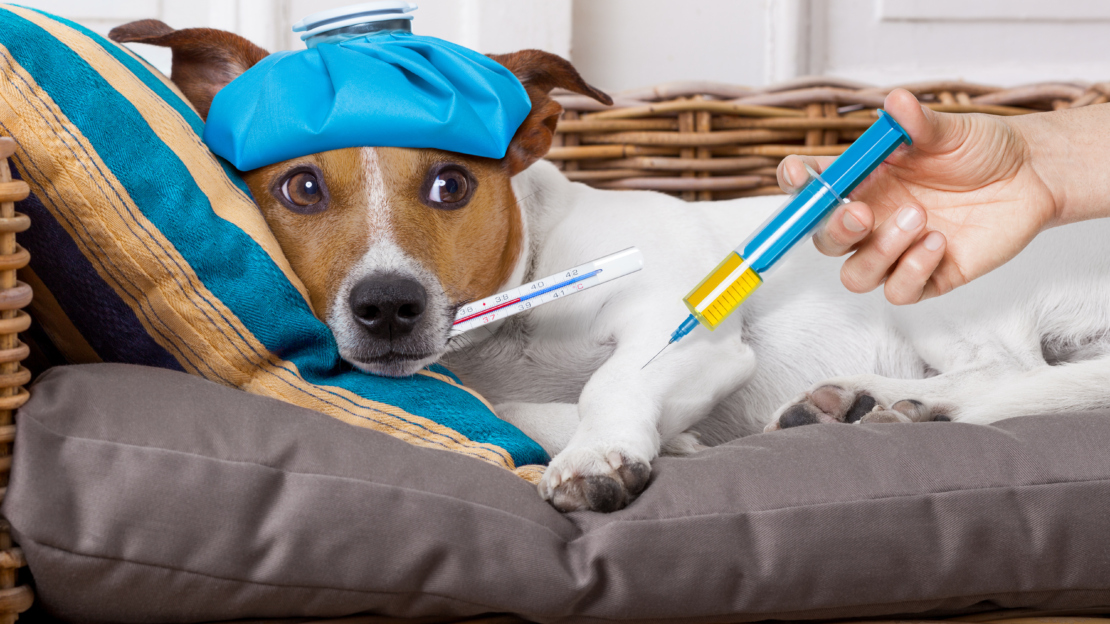 A brown and white jack russell terrier is laying in a wooden basket with a blue compress on his head, a thermometer in his mouth, and someone is giving him a shot in its front paw.